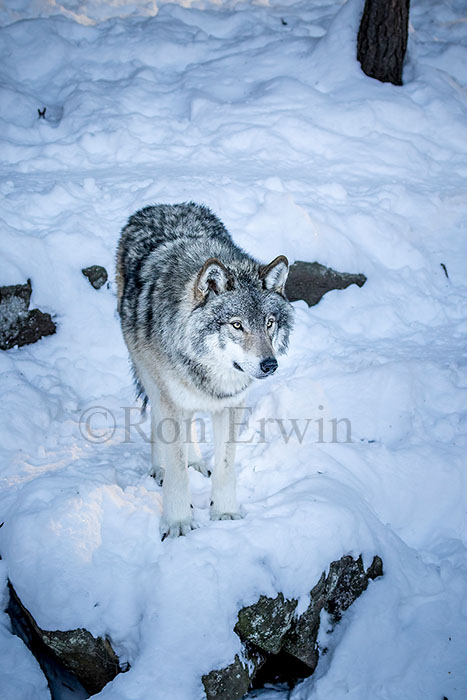 Grey Wolf