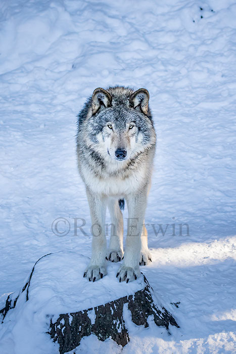 Grey Wolf