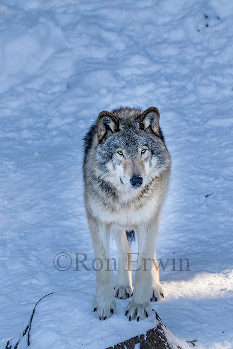 Grey Wolf
