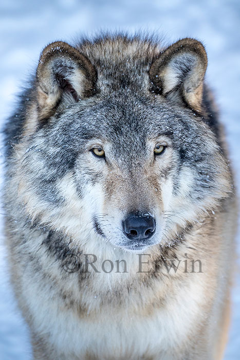 Grey Wolf