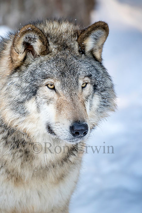 Grey Wolf