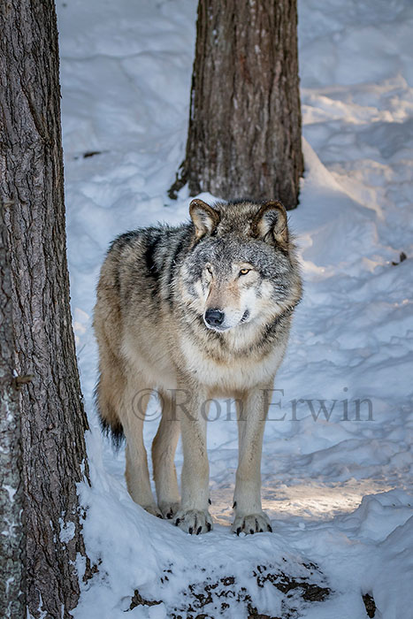 Grey Wolf