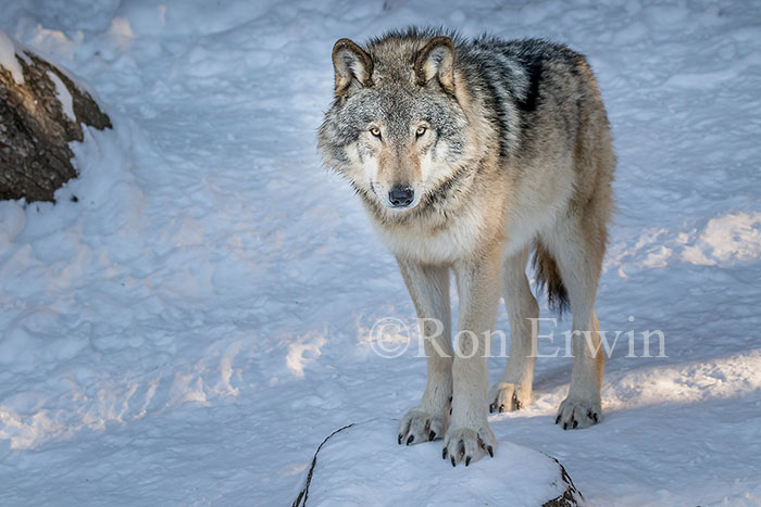 Grey Wolf