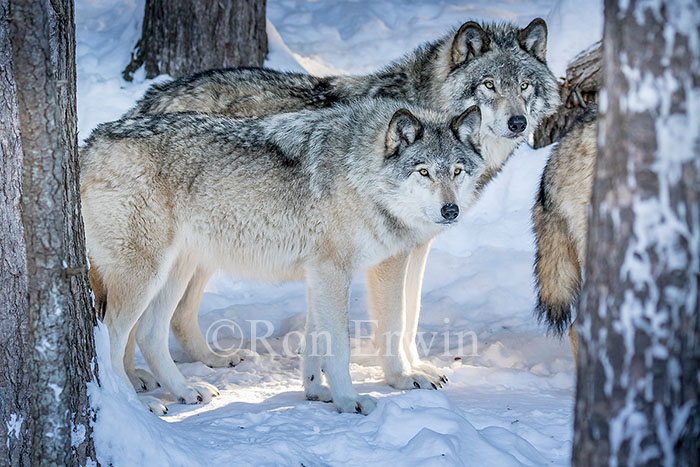 Grey Wolf