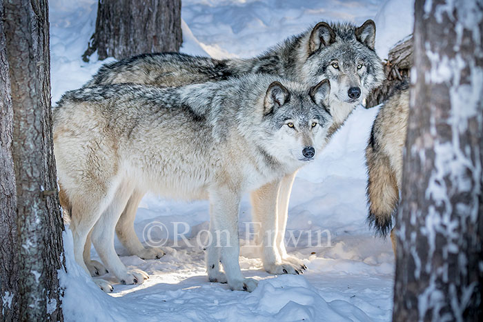 Grey Wolf