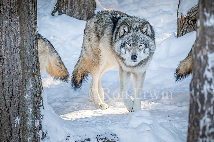 Grey Wolf