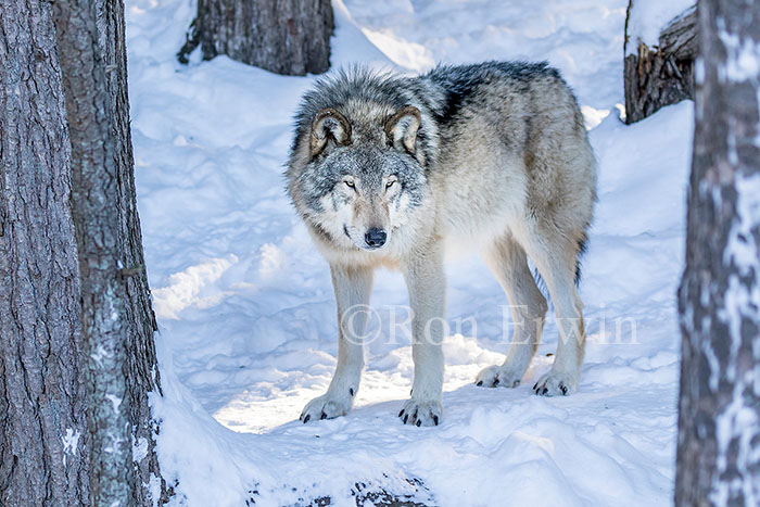 Grey Wolf