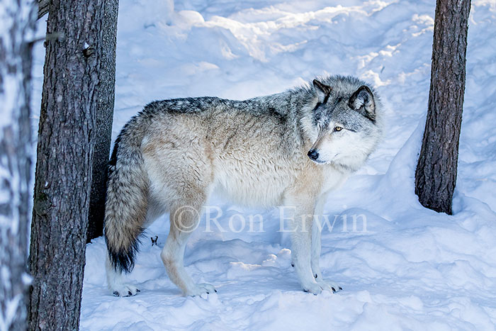 Grey Wolf