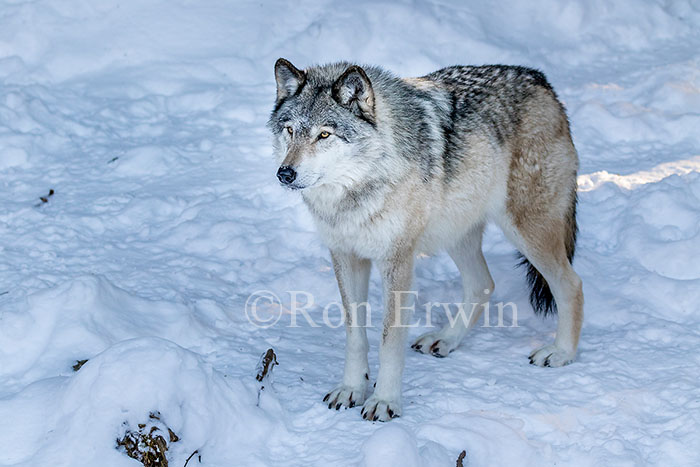 Grey Wolf