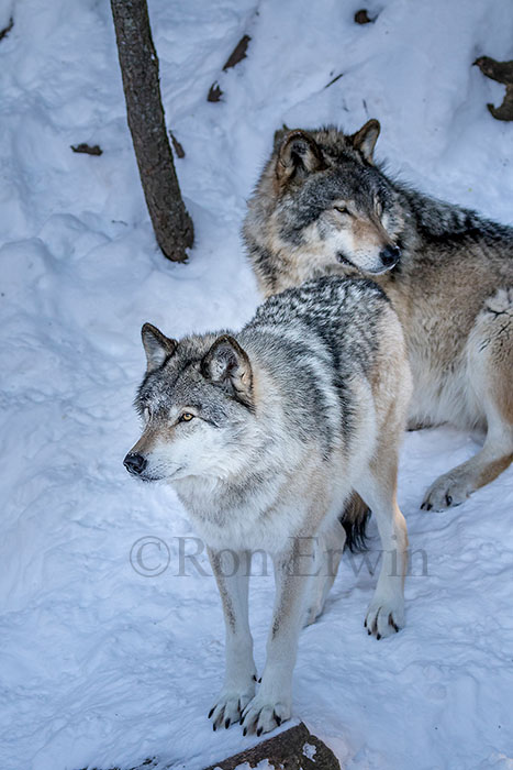 Grey Wolf