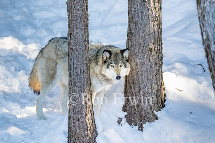 Grey Wolf