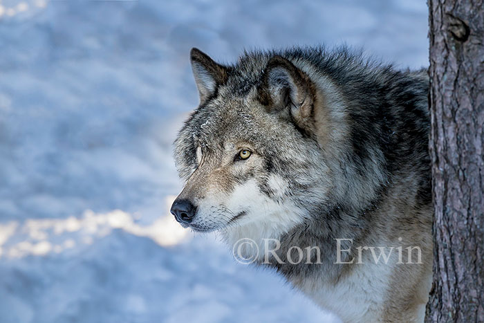 Grey Wolf