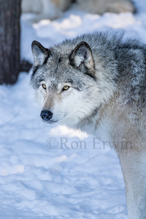 Grey Wolf