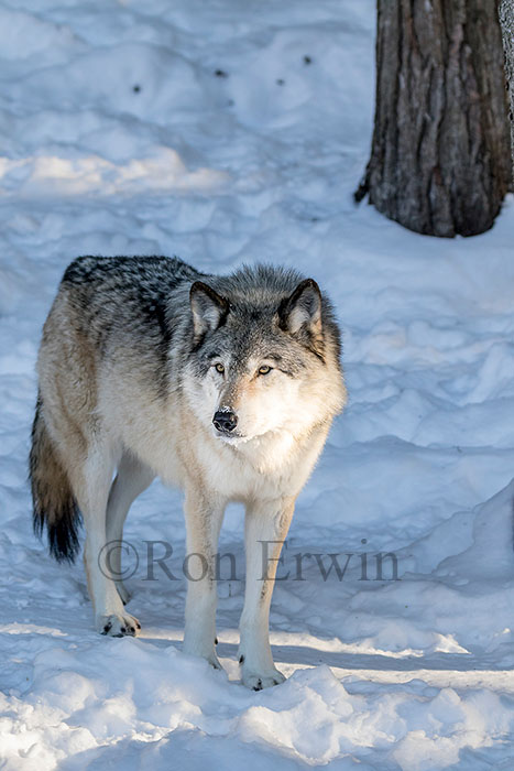 Grey Wolf