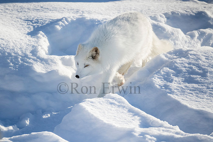 Arctic Fox