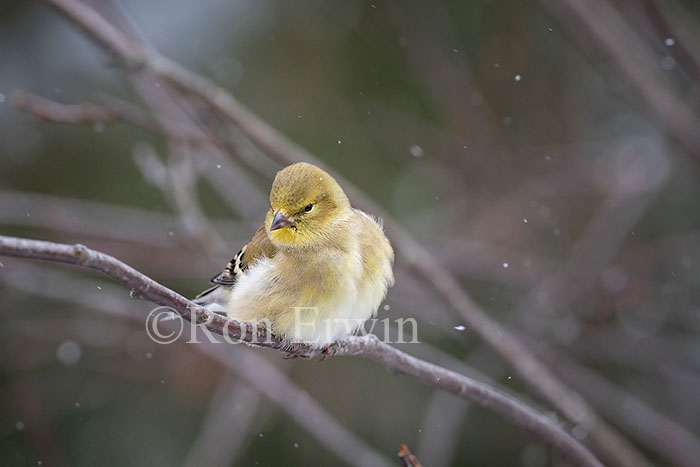 American Goldfinch
