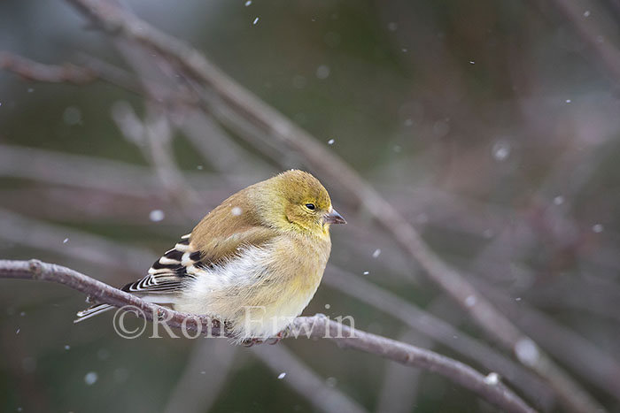 American Goldfinch