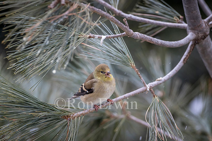 American Goldfinch