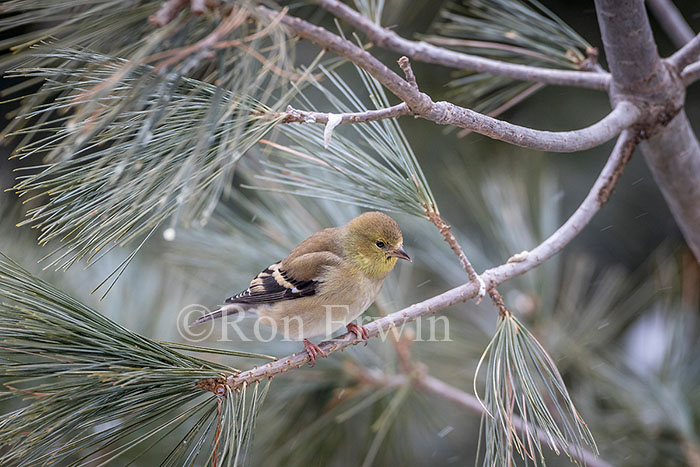 American Goldfinch