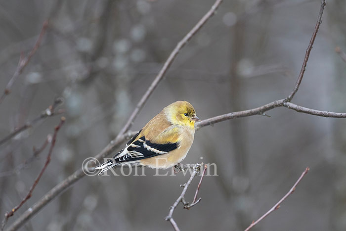 American Goldfinch