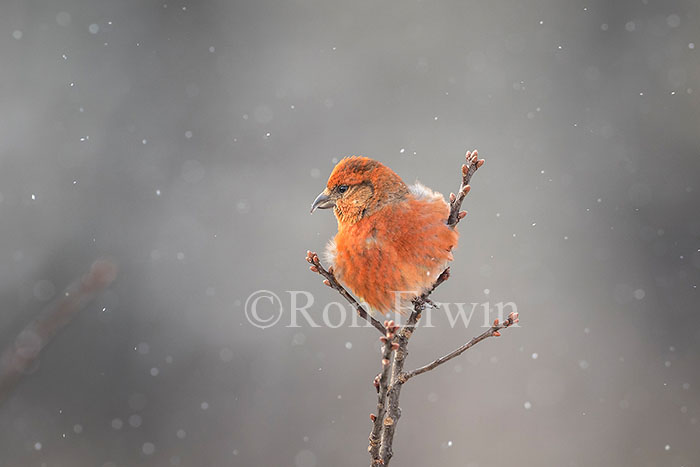 Red Crossbill Male