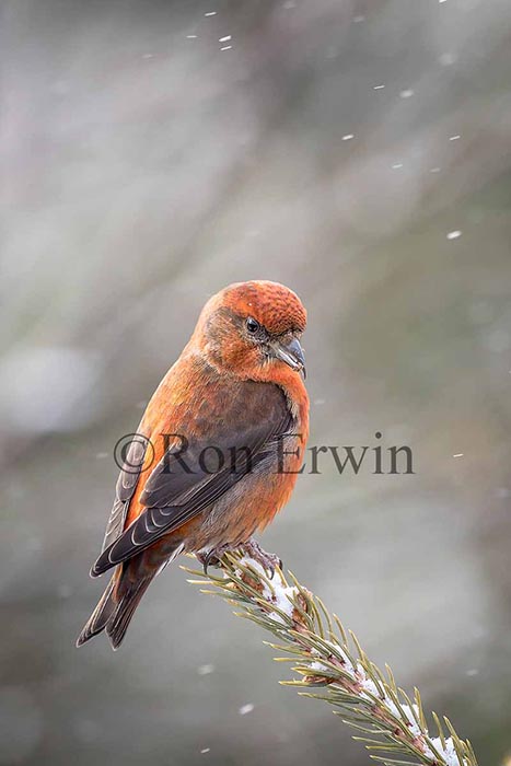 Red Crossbill Male