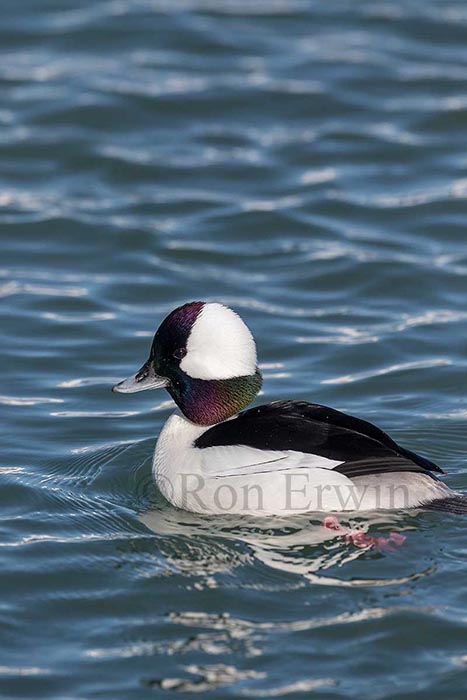 Male Bufflehead