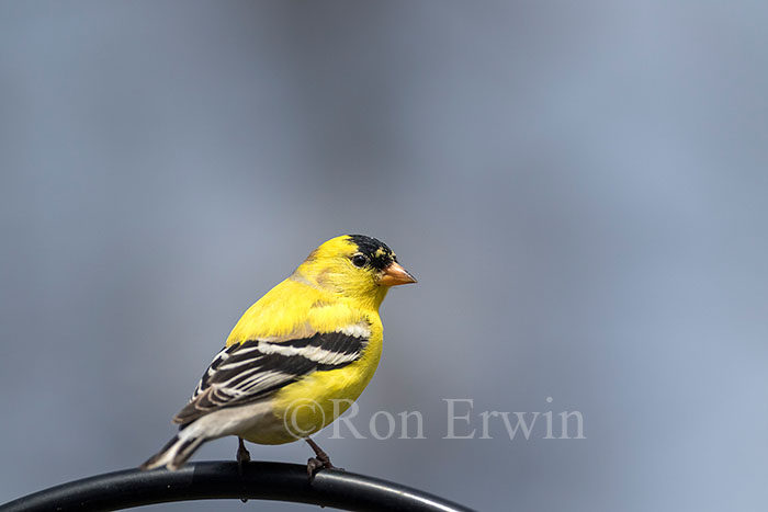 American Goldfinch Male