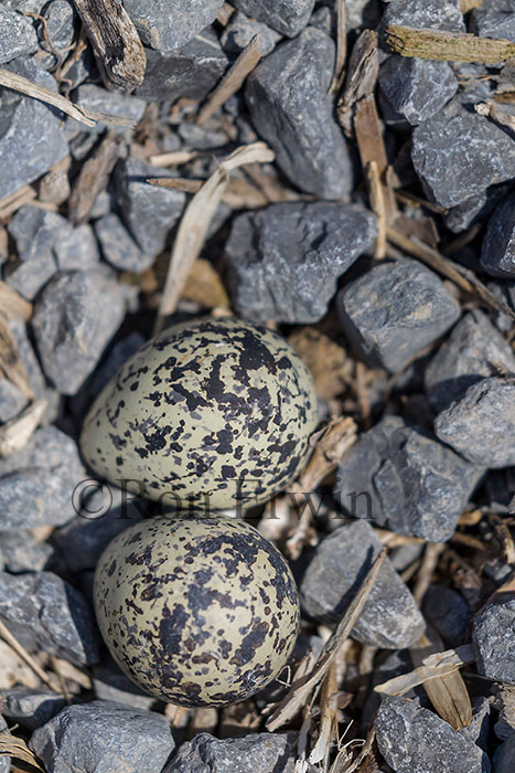 Killdeer Eggs