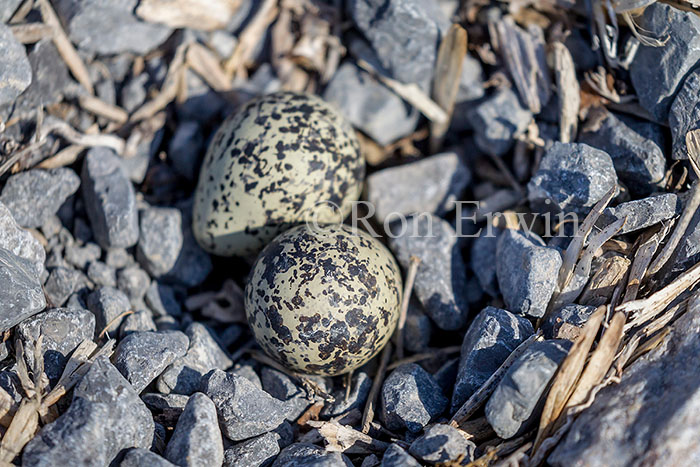 Killdeer Eggs