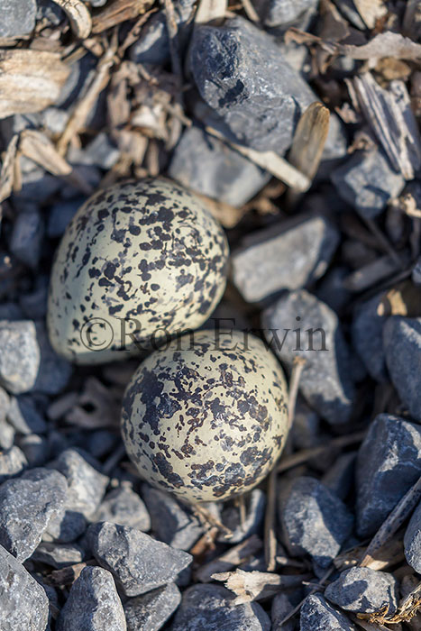 Killdeer Eggs
