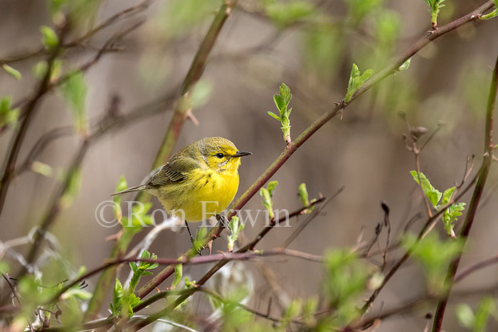 Female Prairie Warbler