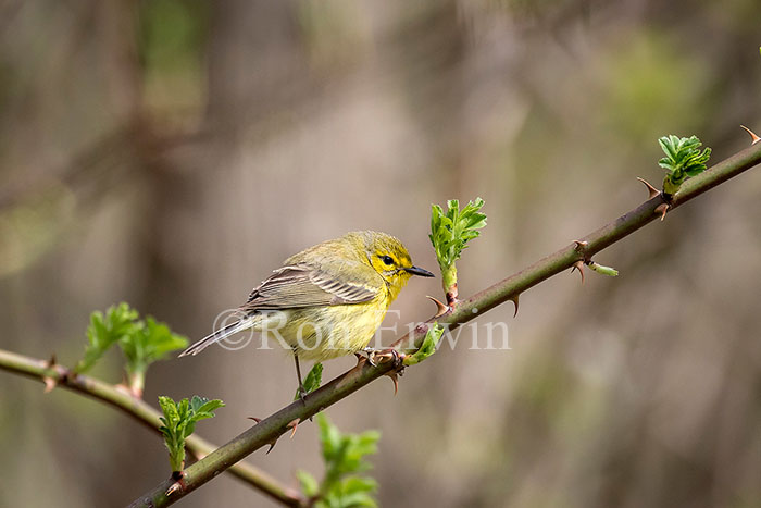 Female Prairie Warbler