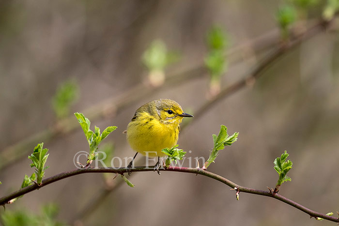 Female Prairie Warbler