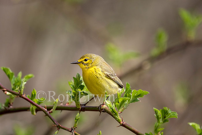 Female Prairie Warbler