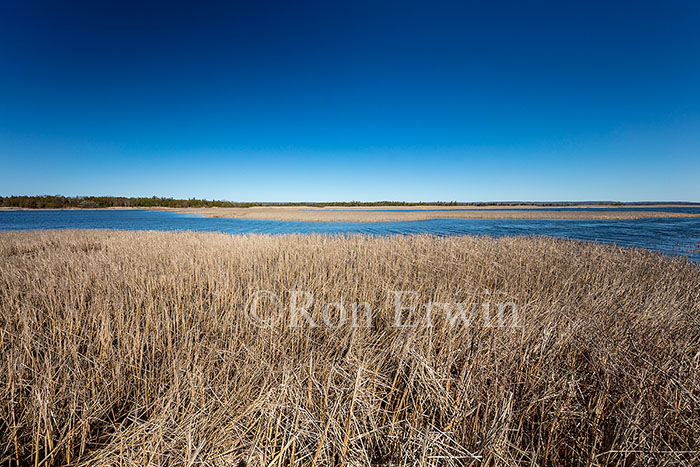 Marsh at Presqu'ile Park, ON