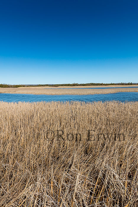 Marsh at Presqu'ile Park, ON