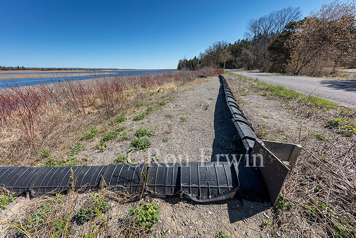 Turtle Fencing in Presqu'iles Park, ON