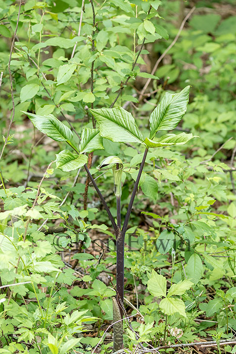 Jack-in-the-pulpit