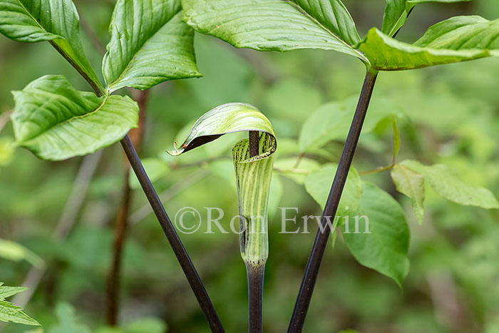 Jack-in-the-pulpit