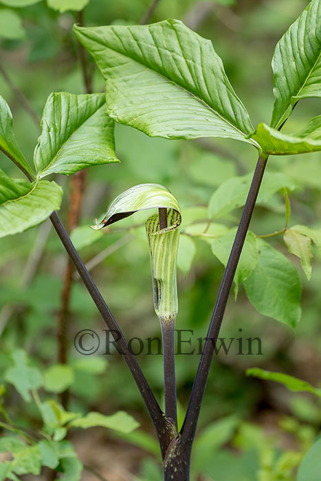 Jack-in-the-pulpit