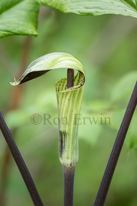 Jack-in-the-pulpit