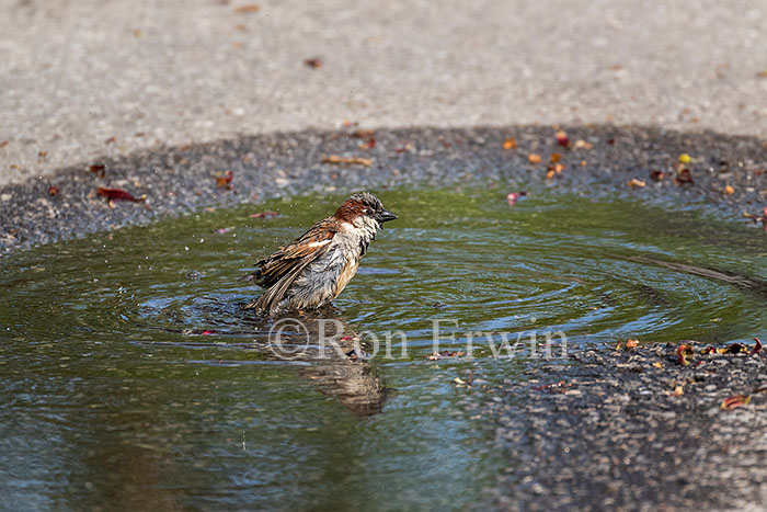 Male House Sparrow Bathing
