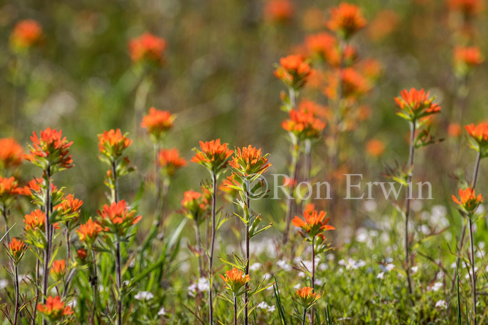 Scarlet Indian Paintbrush