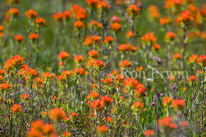 Scarlet Indian Paintbrush