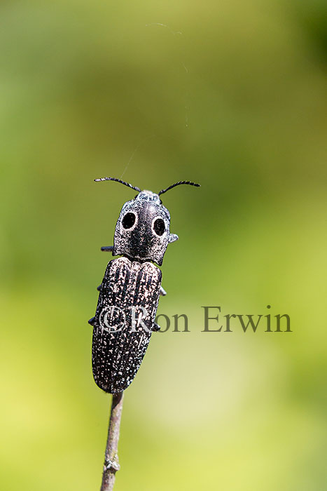 Eyed Elater