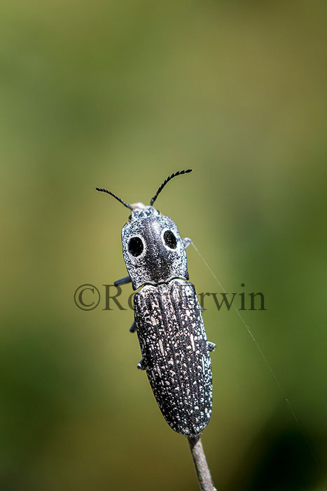 Eyed Elater