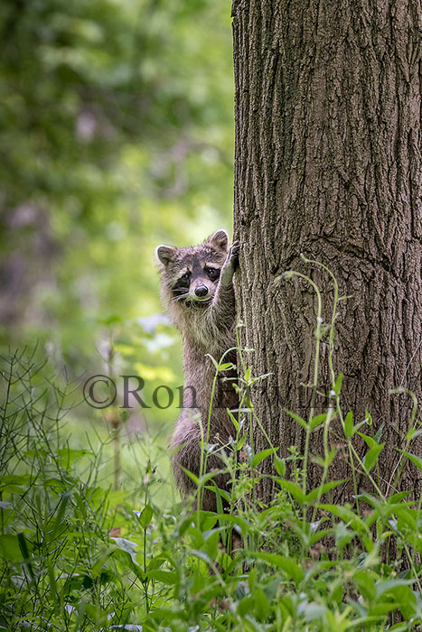Raccoon on Tree