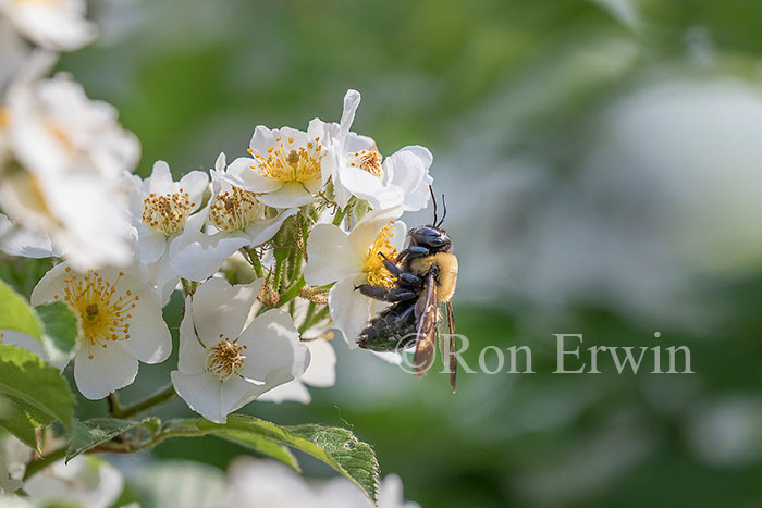 Eastern Carpenter Bee