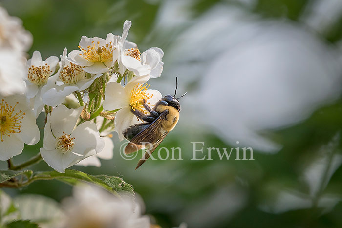 Eastern Carpenter Bee